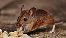 24 Hour & Emergency Exterminators in State Farm Ins, FL